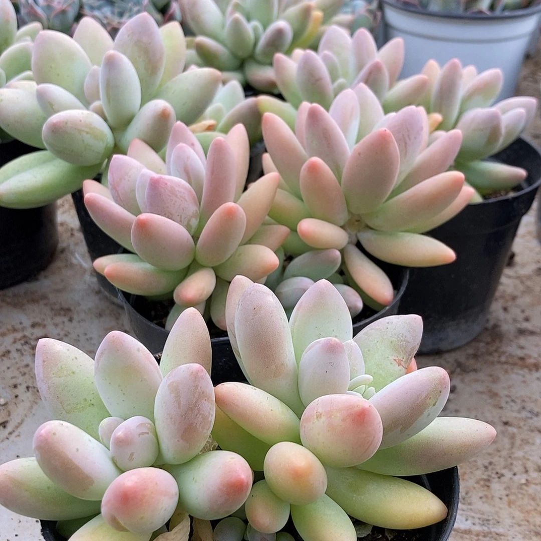 白兰地随机双头带崽