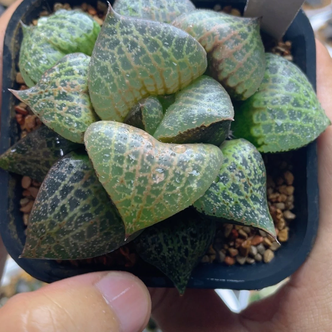 24.十二卷白鲸康平寿。