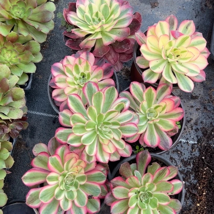 多肉植物4颗青橙➕3颗桃花坞