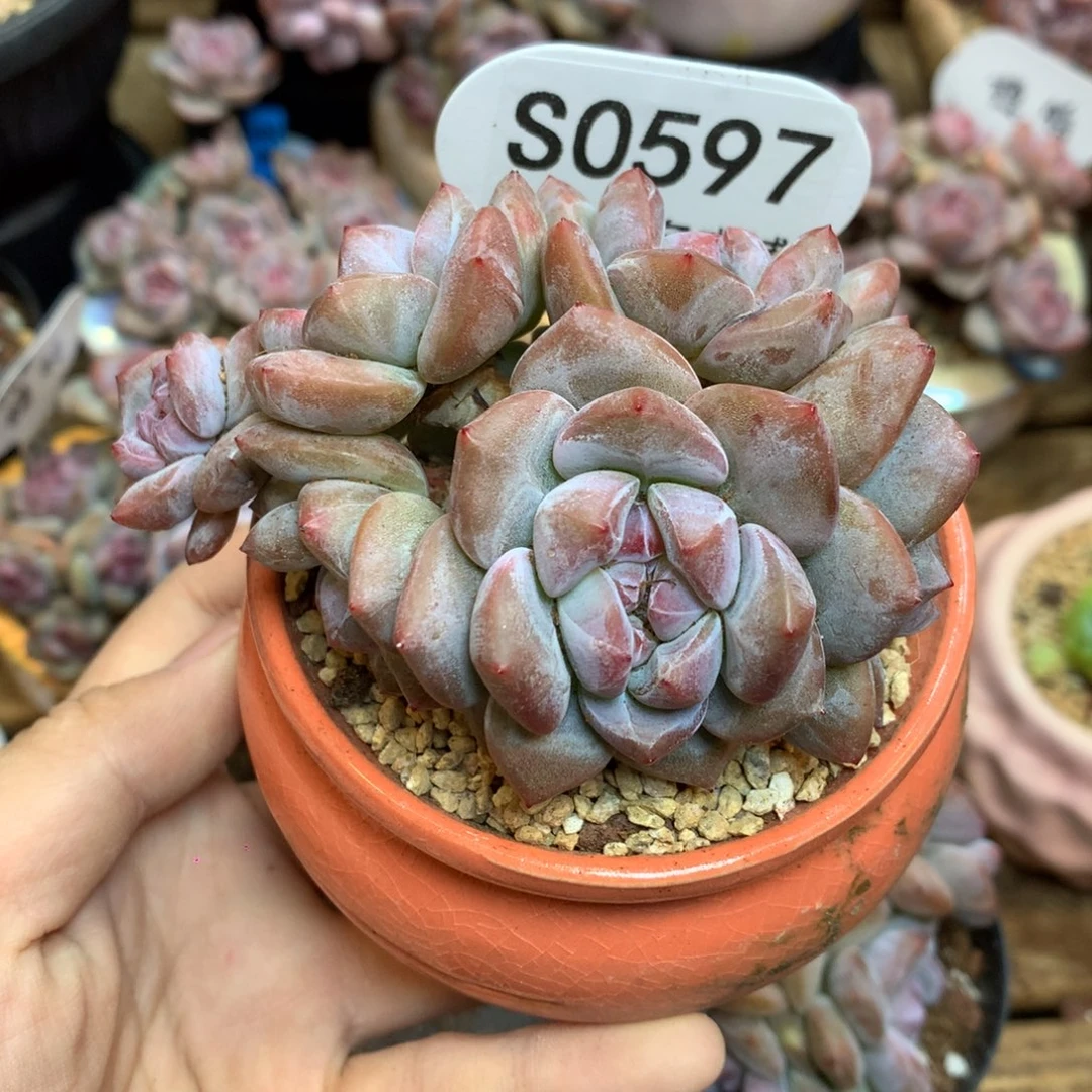 S0597 突尼斯 背景同款6头