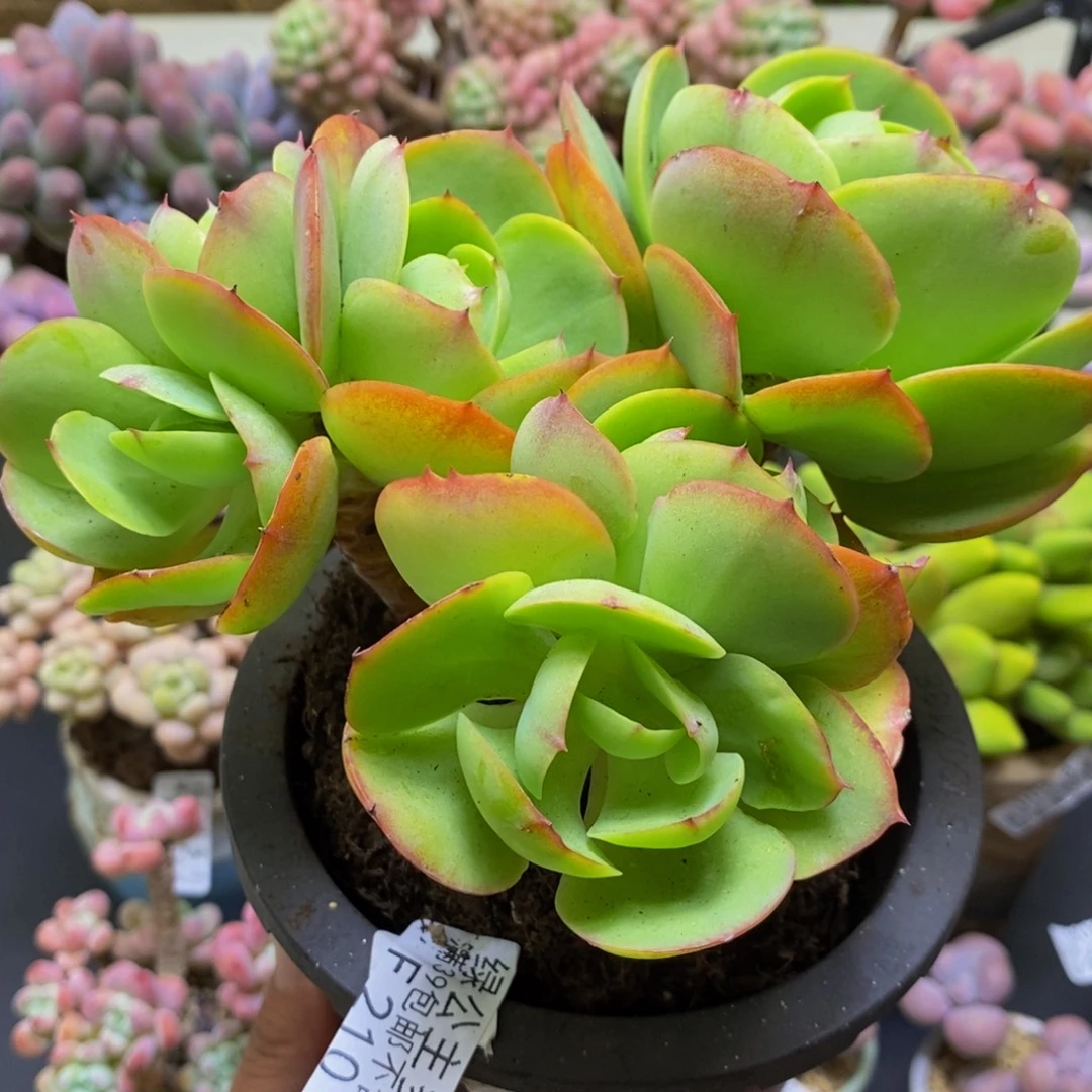 210碧桃15cm多肉植物