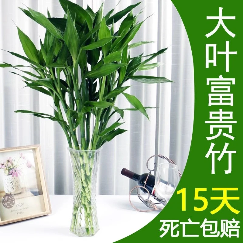 富贵竹水培植物室内客厅转运竹龙竹观音竹办公室桌面绿植四季盆栽