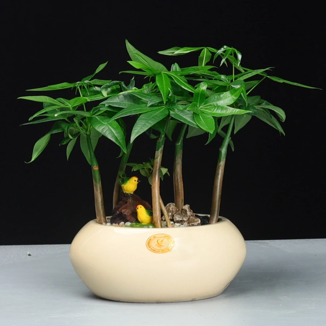 发财树组合盆栽室内绿植吸甲醛净化空气好养四季常青