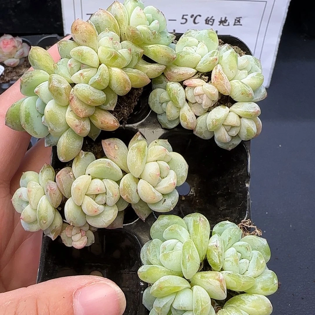 【满29包邮非偏远】138四颗不保整群生