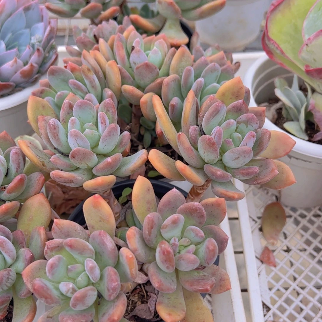 灰姑娘三头起发两盆，120杯