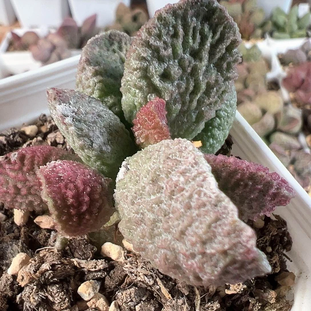茶 绿色系实生新品
