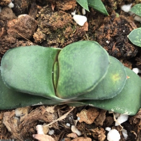 实生蜗牛多肉植物