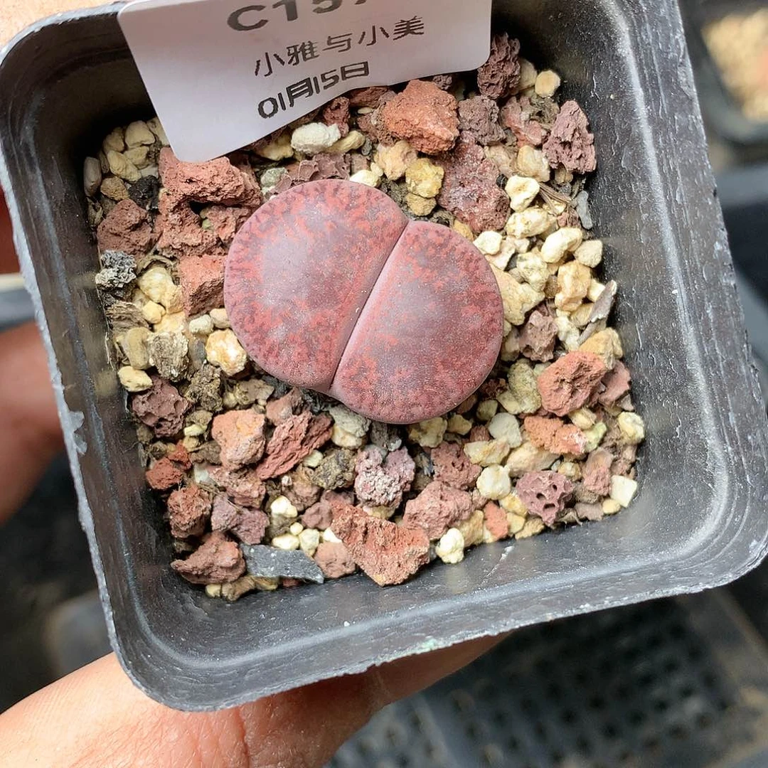 幸**美C157多肉植物保护研究所