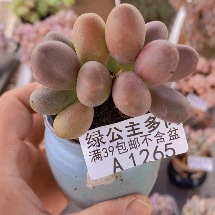 糖果美人5cm1265多肉植物