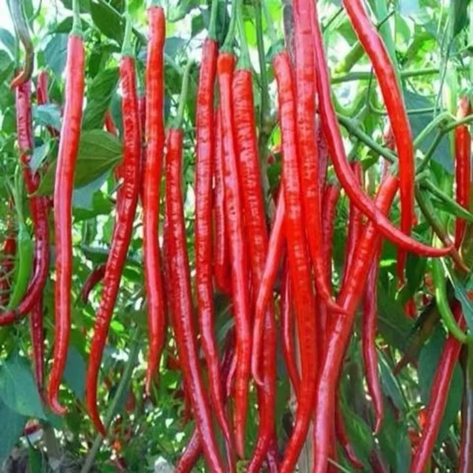 8819线椒种子香辣超辣干辣椒皱皮红辣椒正宗线椒农家大田蔬菜种籽