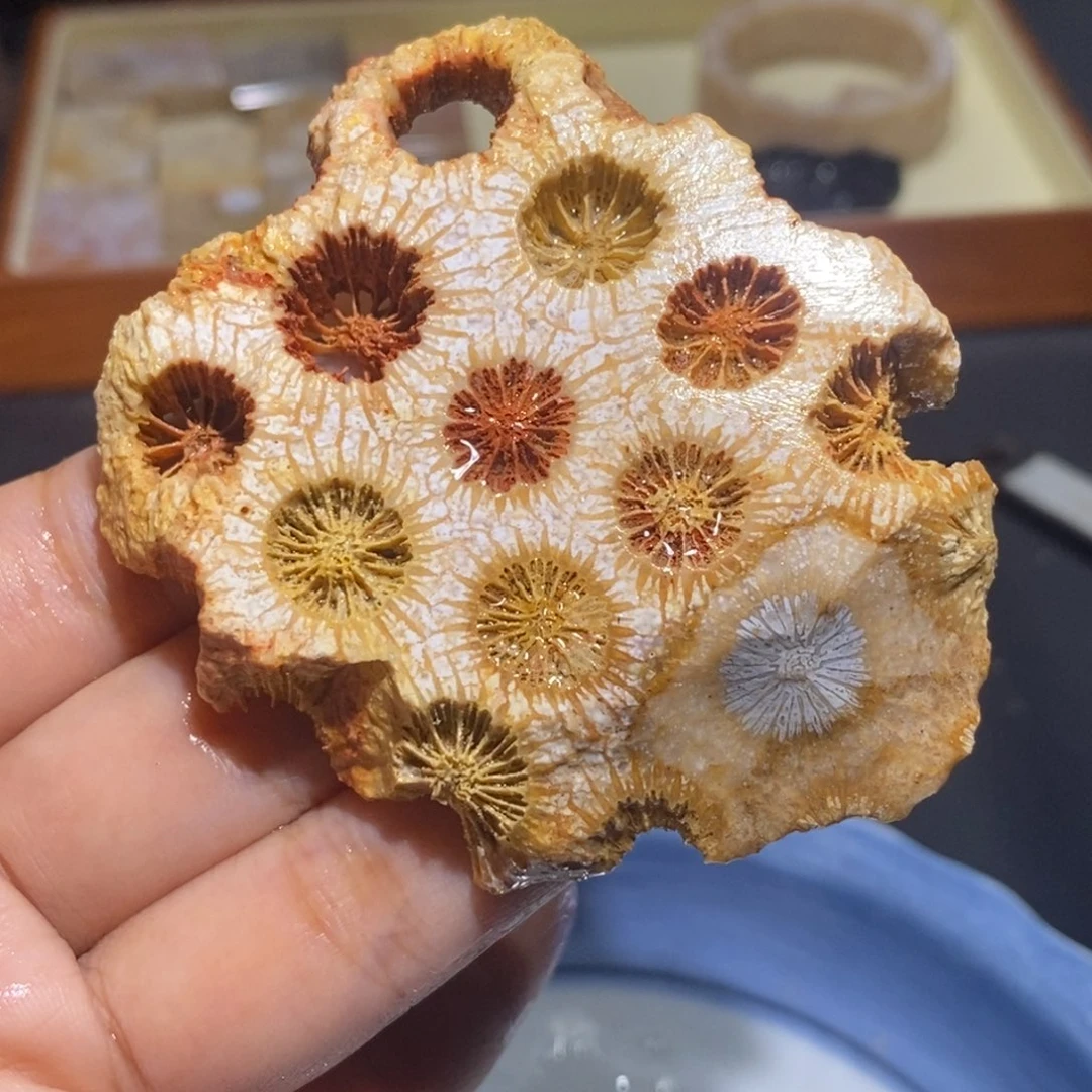 【闪购商品】未镶嵌珊瑚玉硅化玉