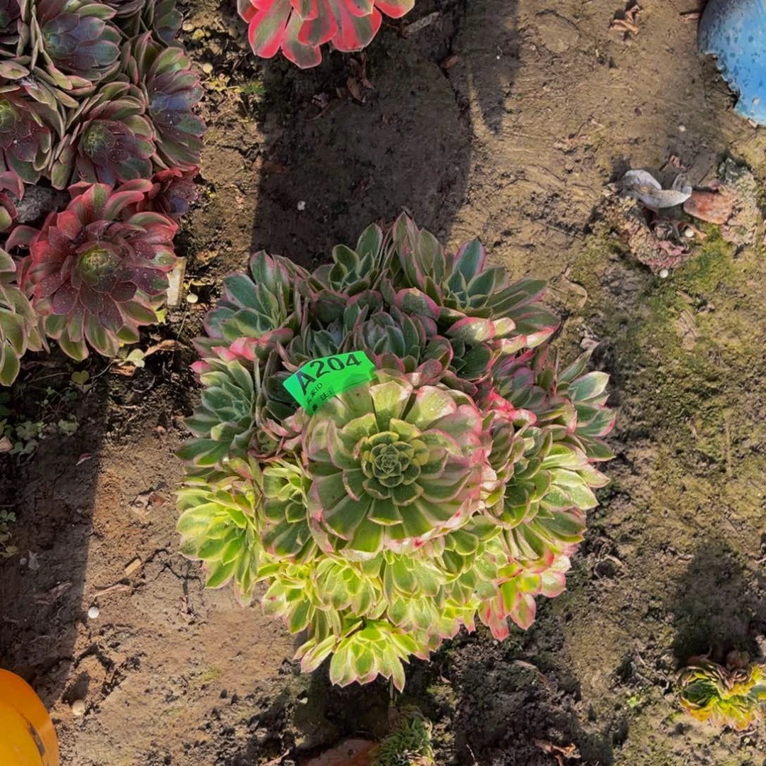 孔雀翎法师朵朵5-2¥