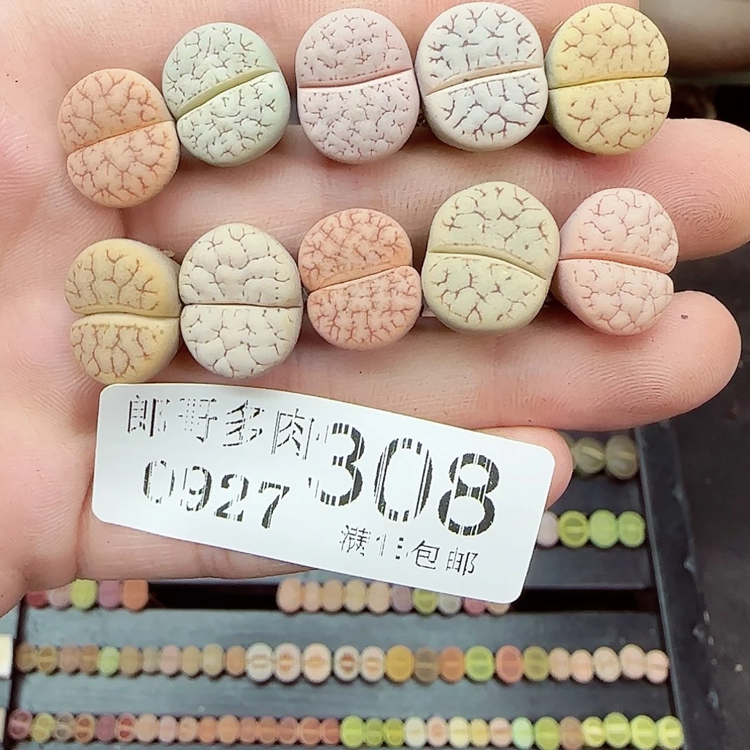 满满18包邮0927-308