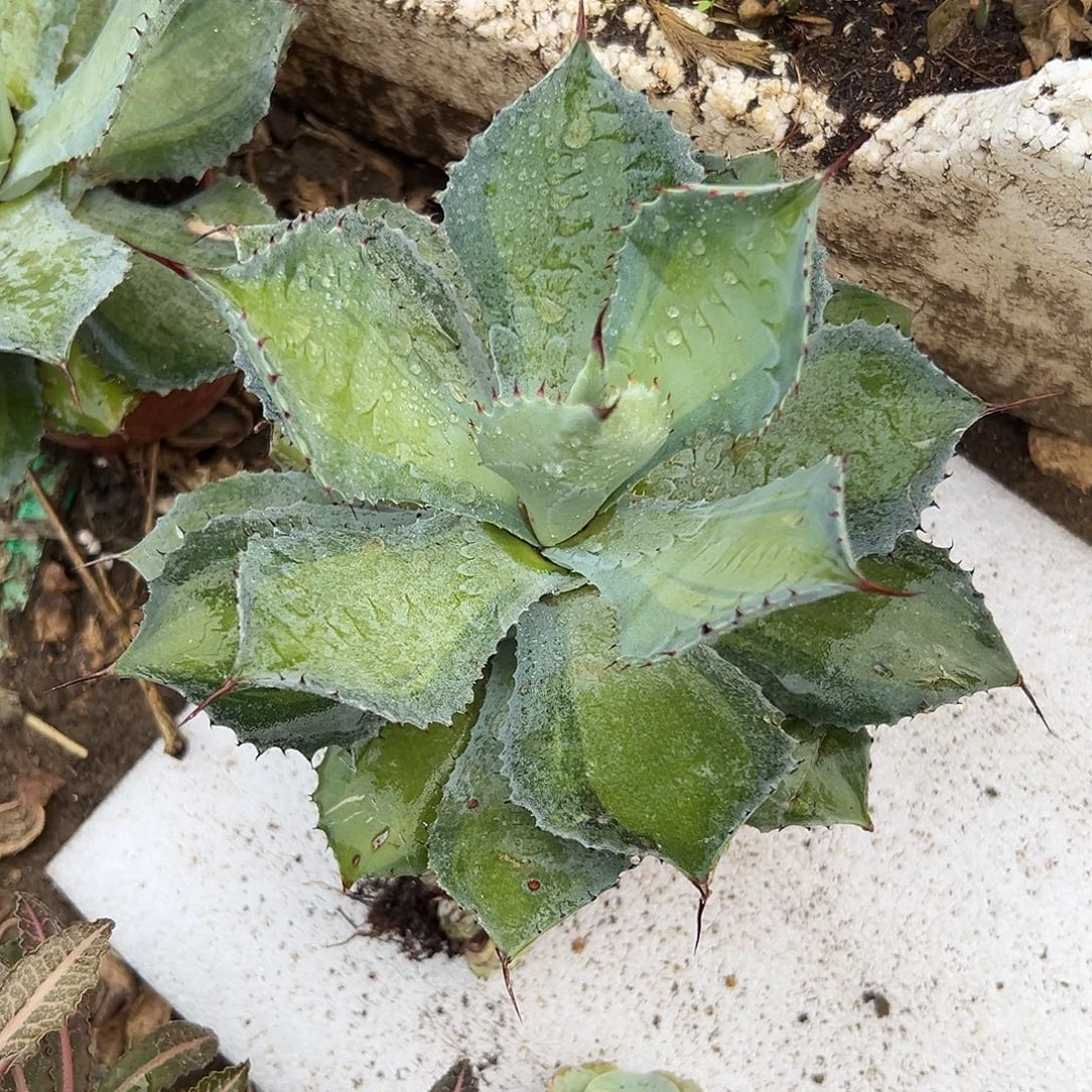 多肉植物雷神浅中班