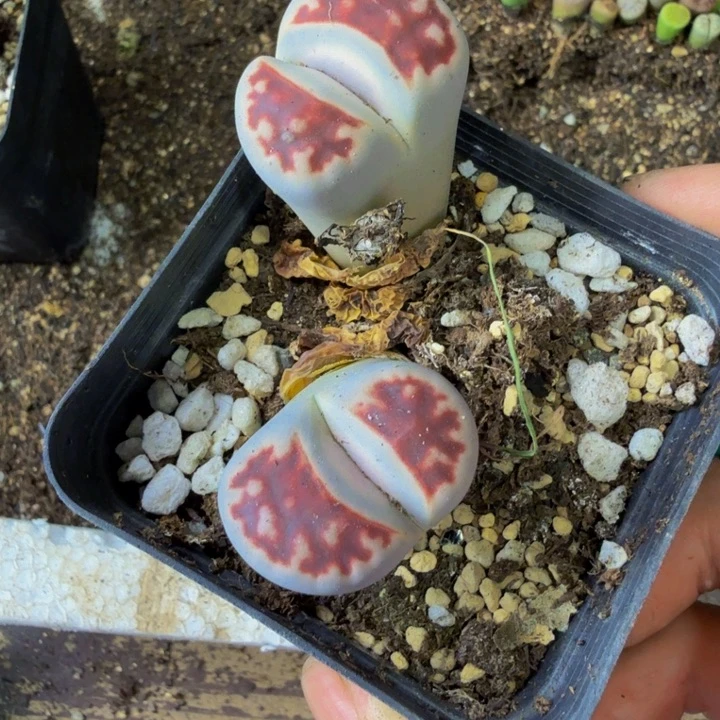 变**人多肉植物的生长发育144