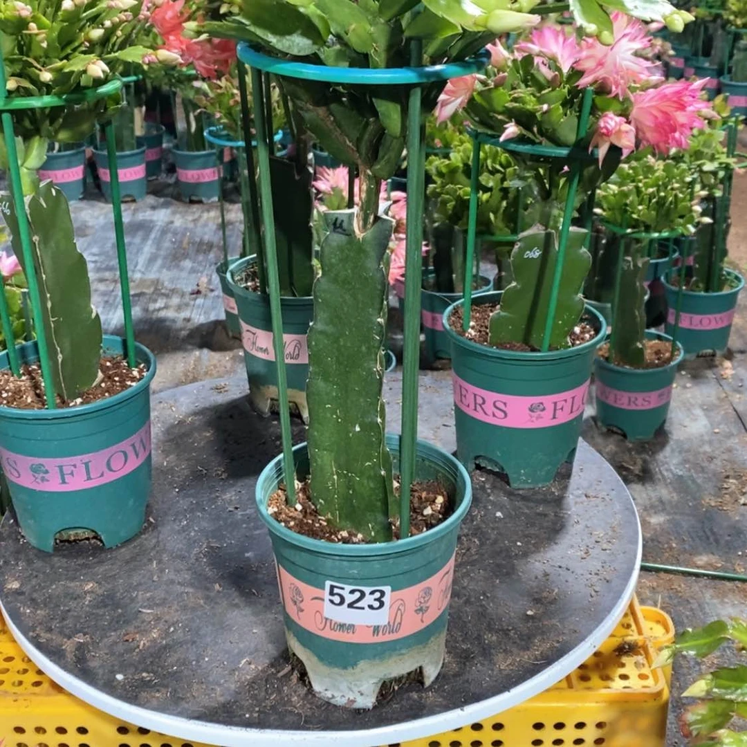 【闪购商品】完全开放蝶*523嫁接雅丝