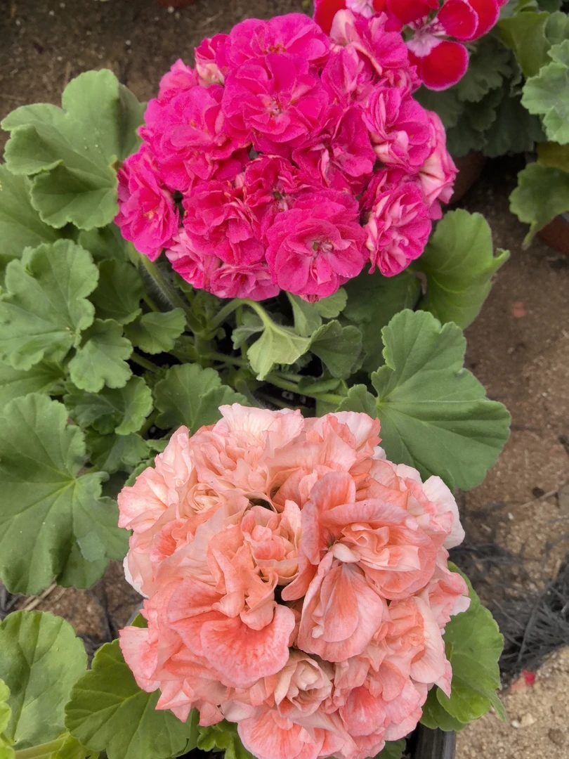 【罗莎琳达（直立）+桃之喜悦（直立小苗】2颗天竺葵组合（包对版）