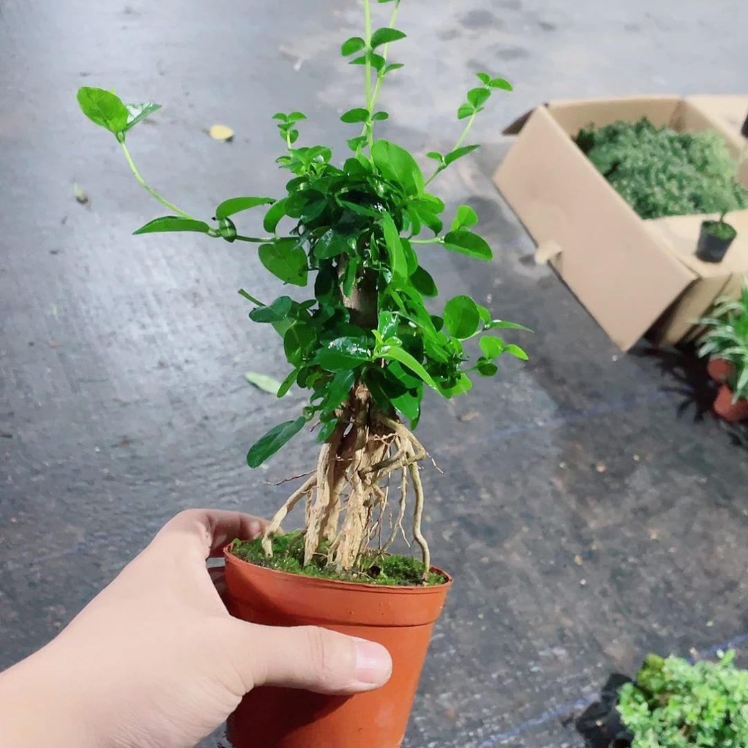 当前无花栽培后可以开花台湾瘦娘子