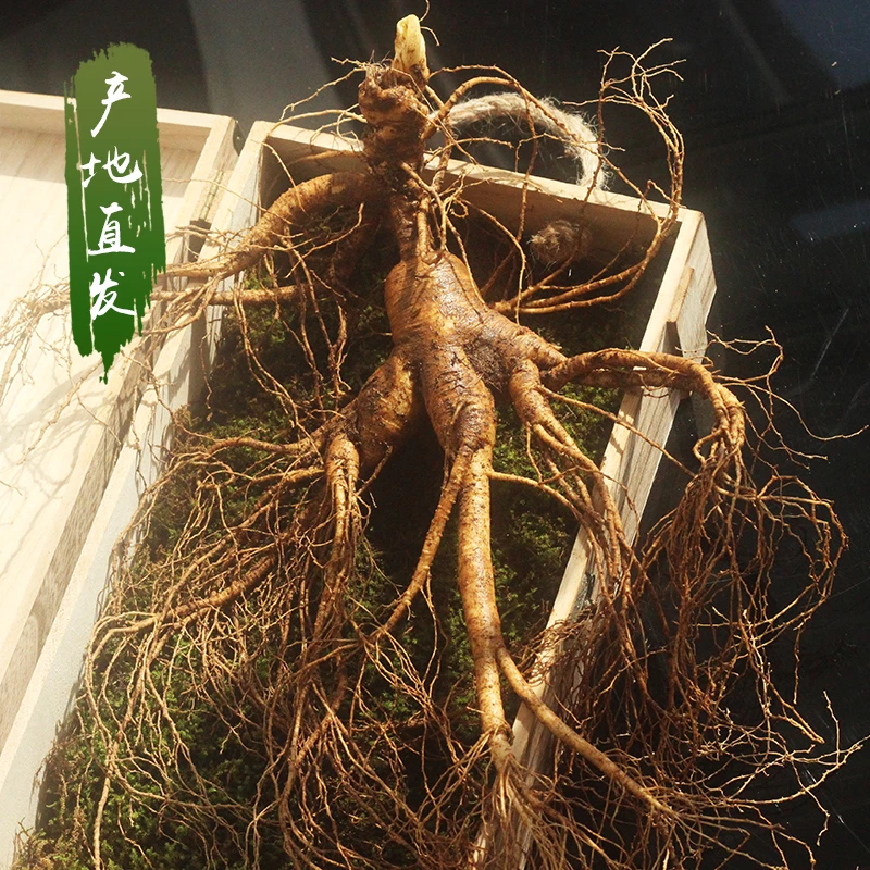 吉林集安产地林下鲜人参山参包邮顺丰 直播改价一物一拍