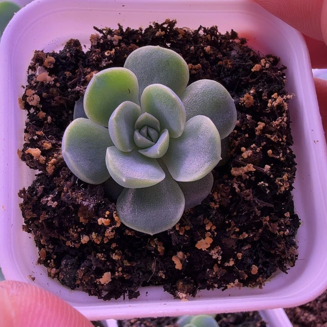 闪灵叶插苗一物一拍