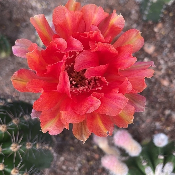 轮***痴秀蒲嫁接红卷摘花发货