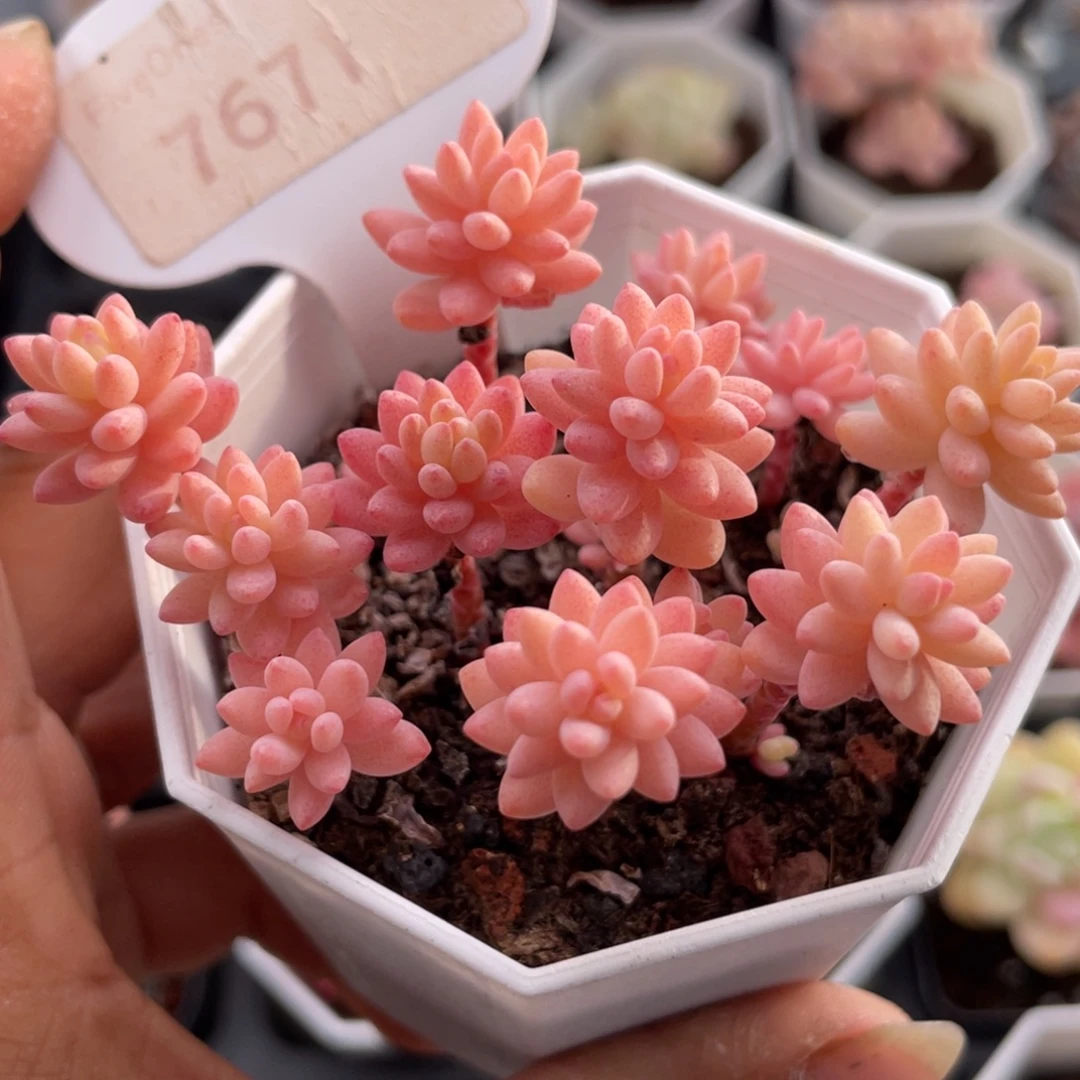 花团锦7671-7.0厘米散桩