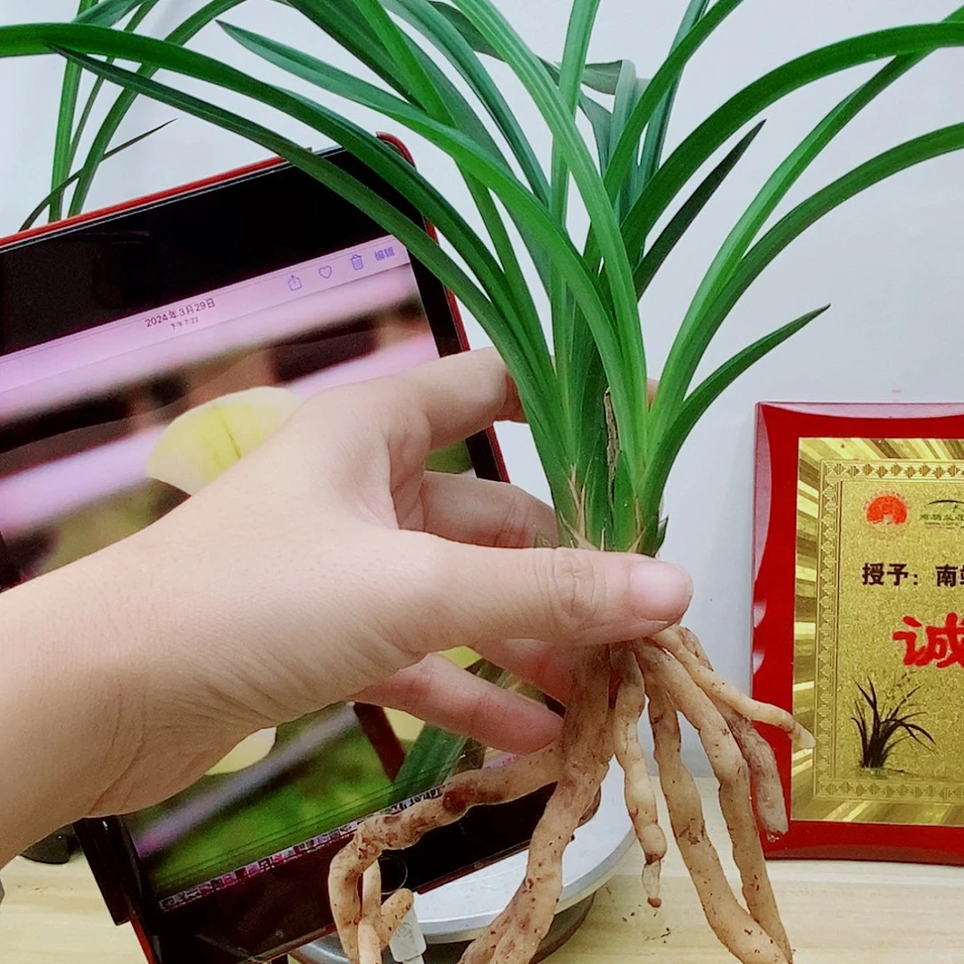 当前无花栽培后可以开花团