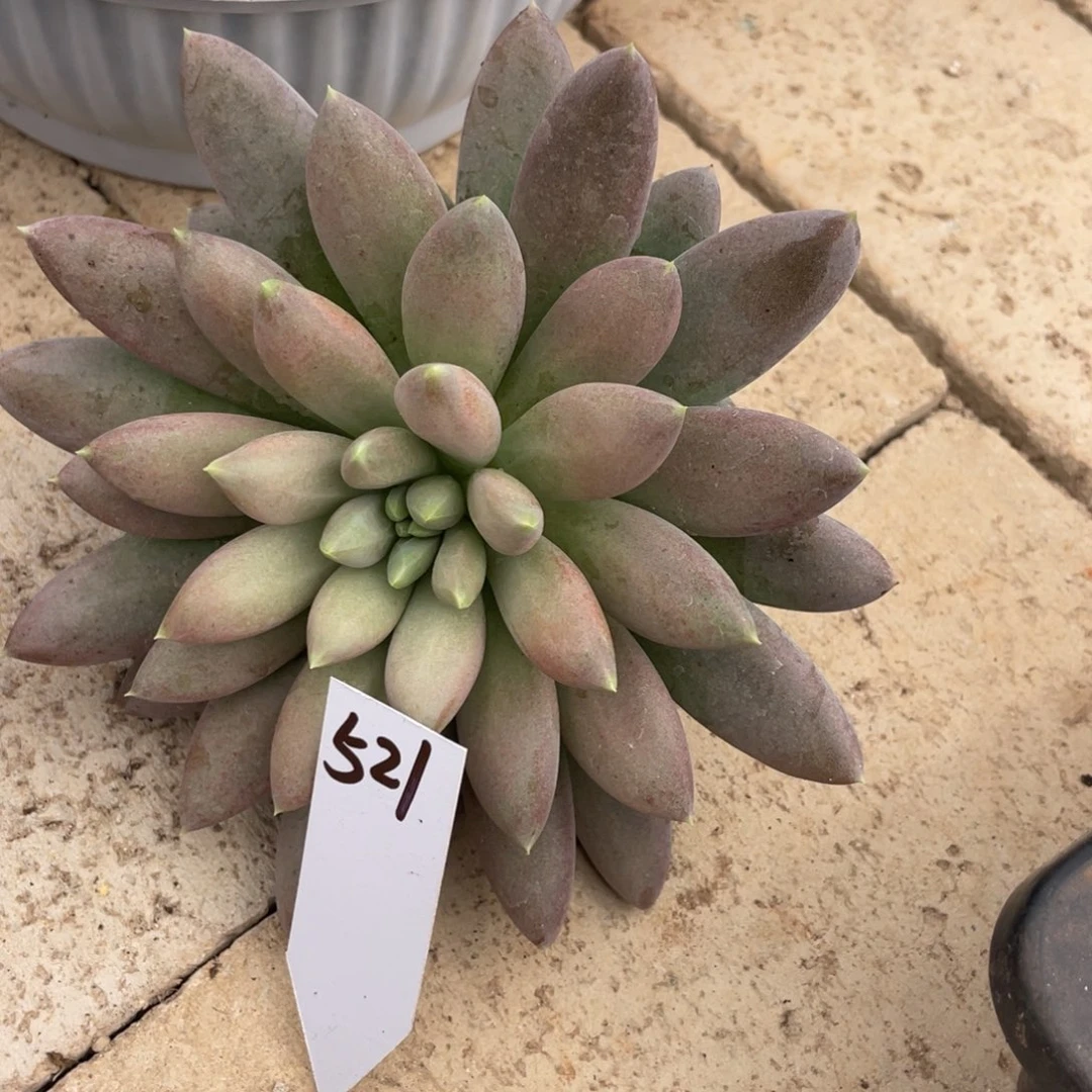 5***福如今又一部作品让他想起