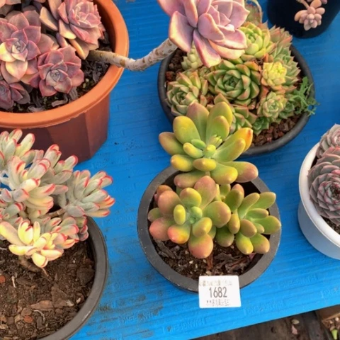 吐****?1682芒果奶多肉