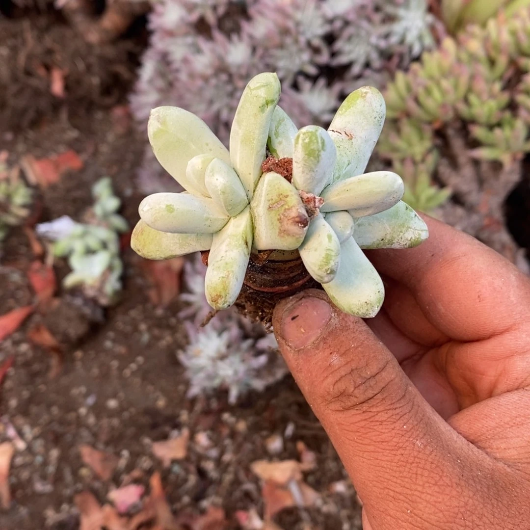 大***?1931哈哈哈哈哈哈哈哈