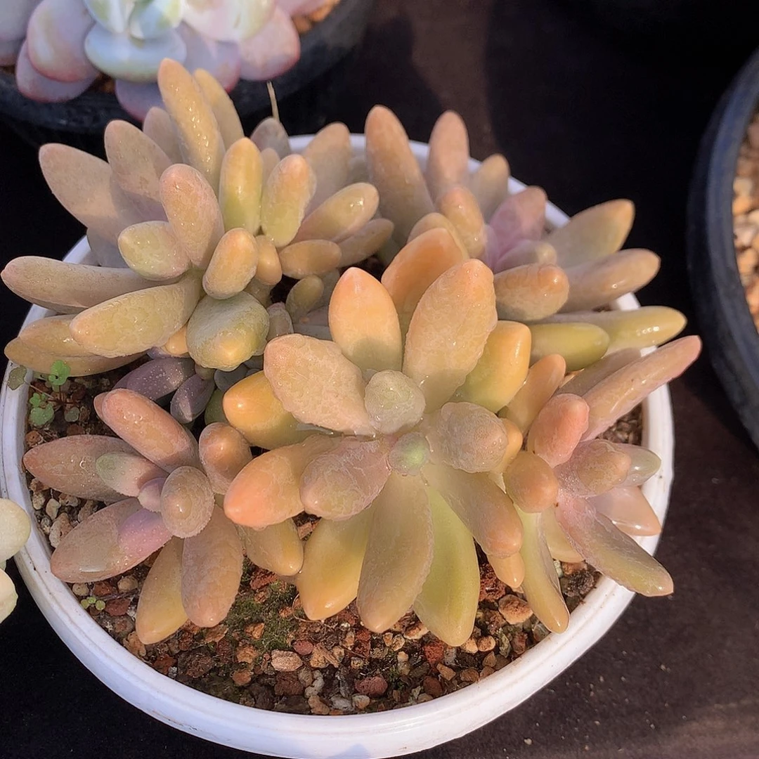 糖果美人多肉一物一拍