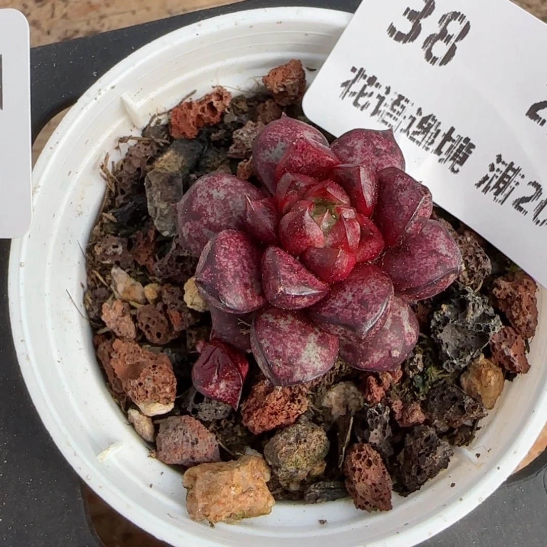 花语逸境0222-38