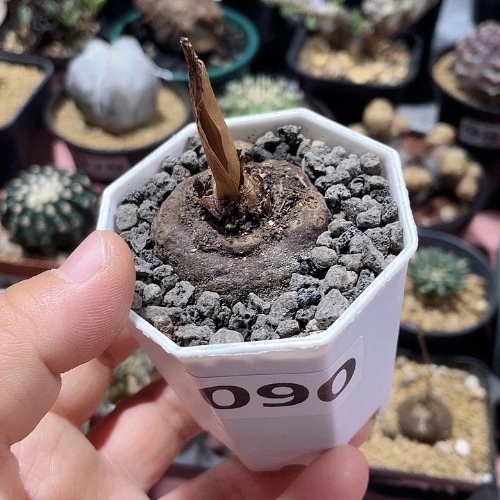 090产地巫蛊百合块根