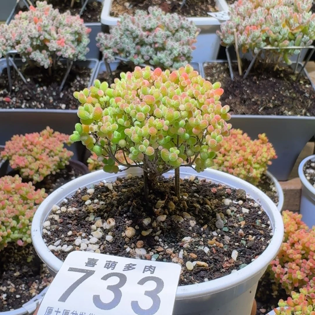 枝干番杏蜜橘糖球733