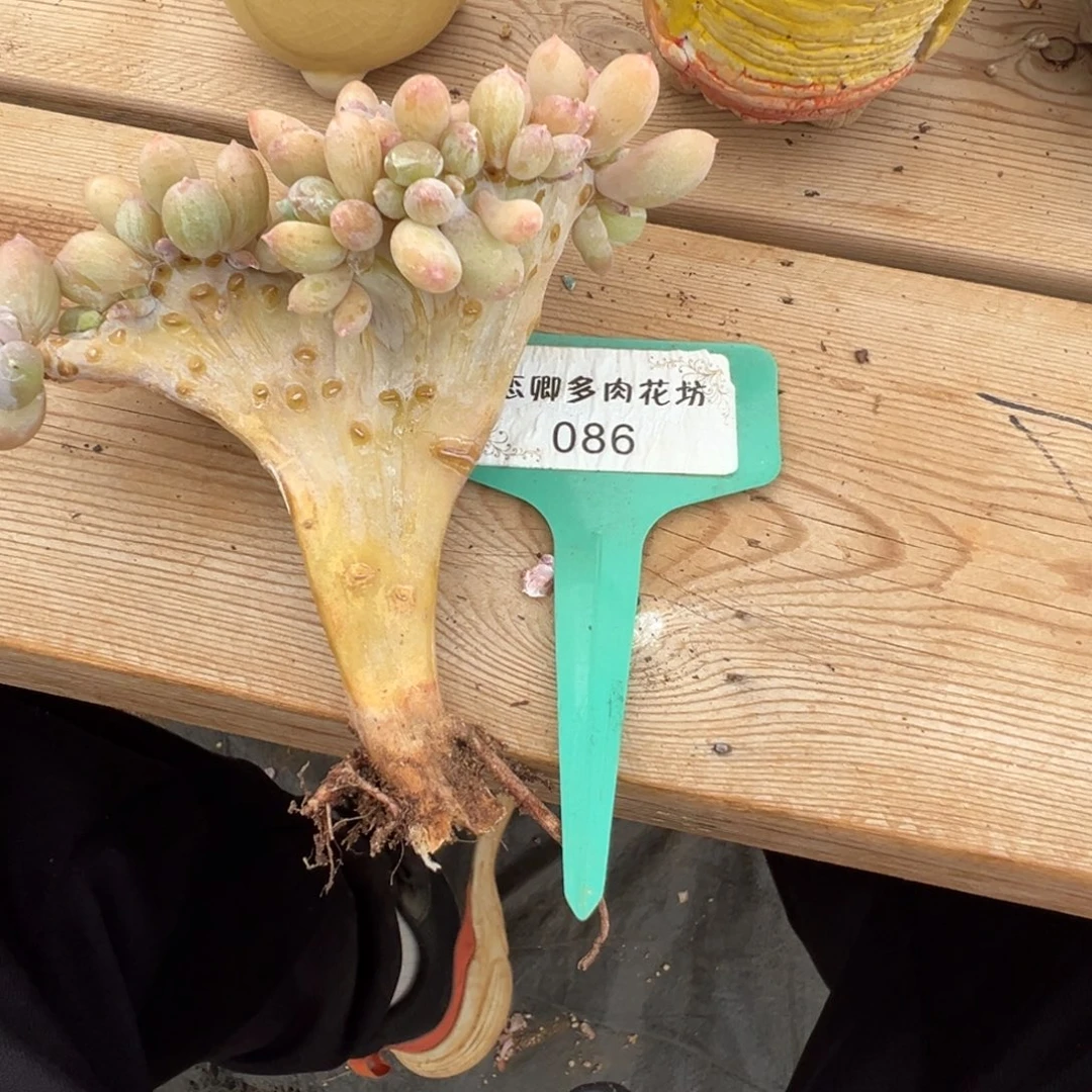 桃****086号三日月美人老桩缀