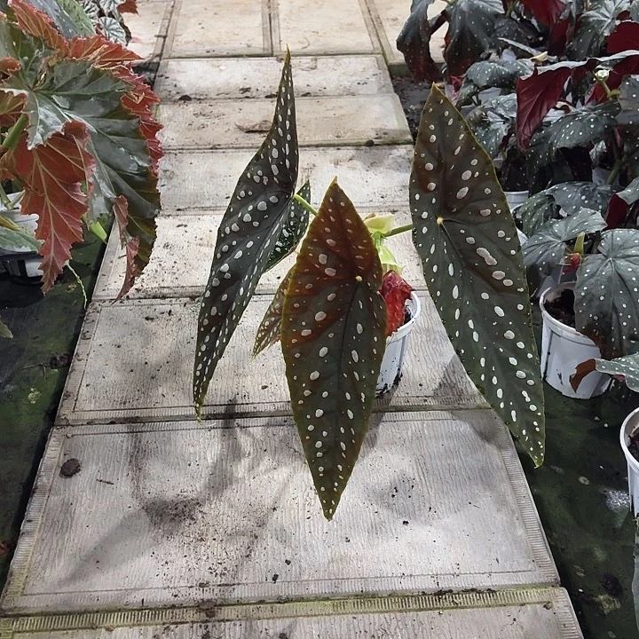 完全开放塞拉山王