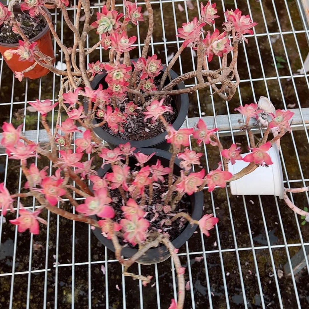 薄化妆大盆两盆老桩