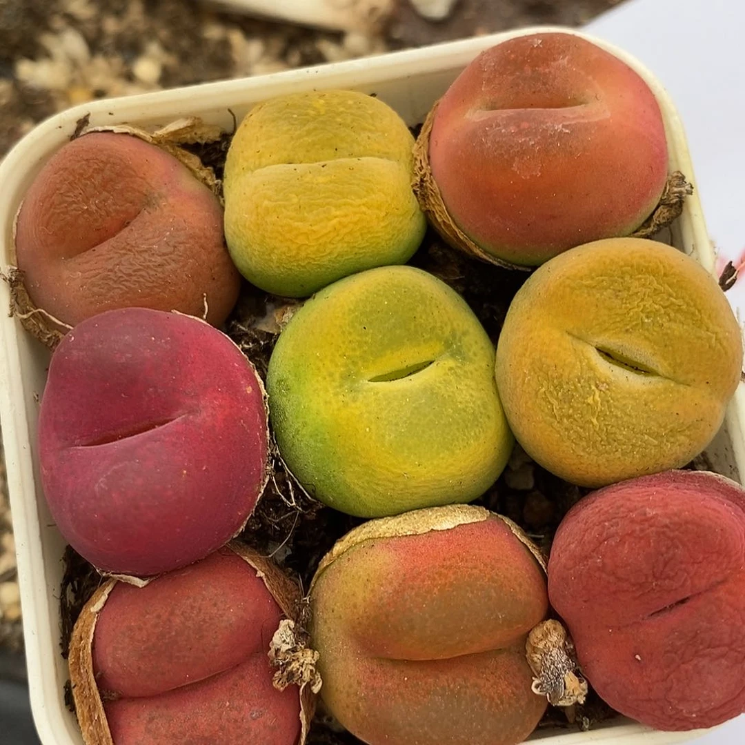 3058丝绒彩蟠桃一组