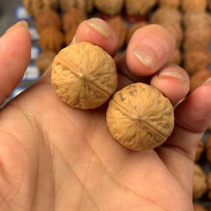 金豆。