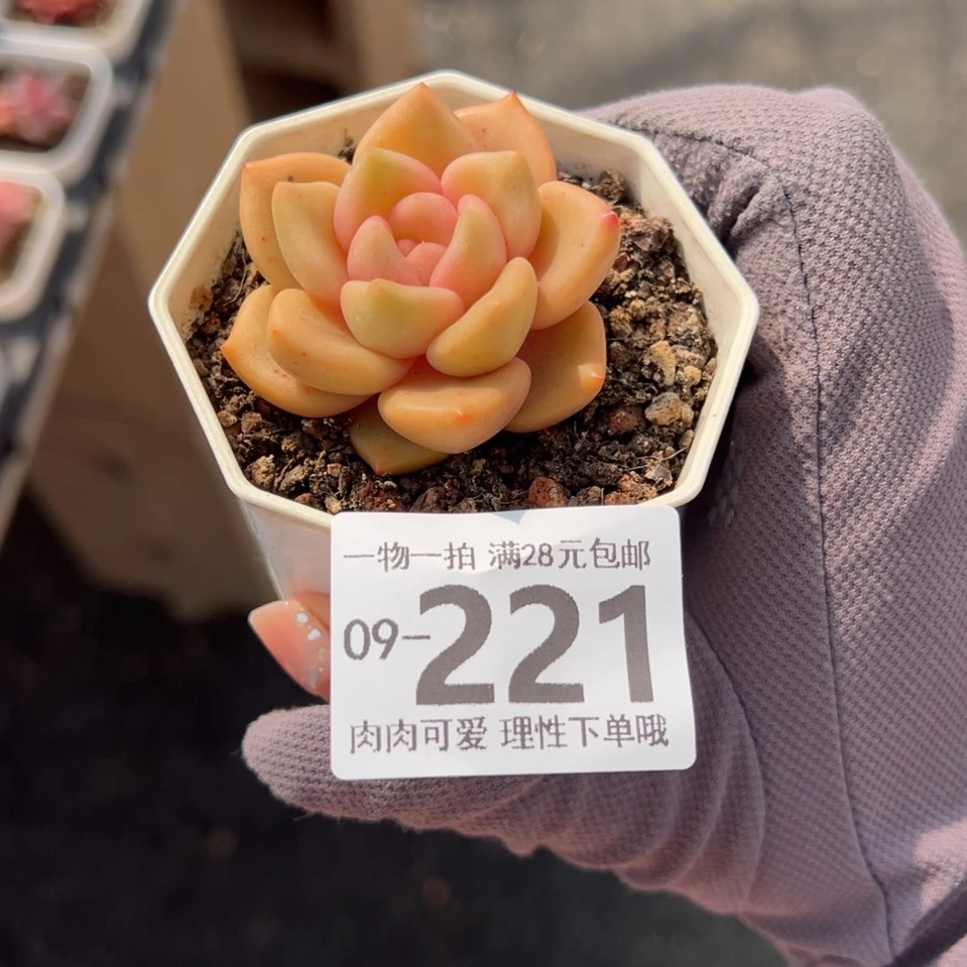 白兰地多肉多肉多肉多肉多肉多肉