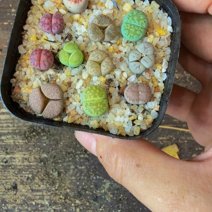 玛****啦多肉植物和植物等植物30