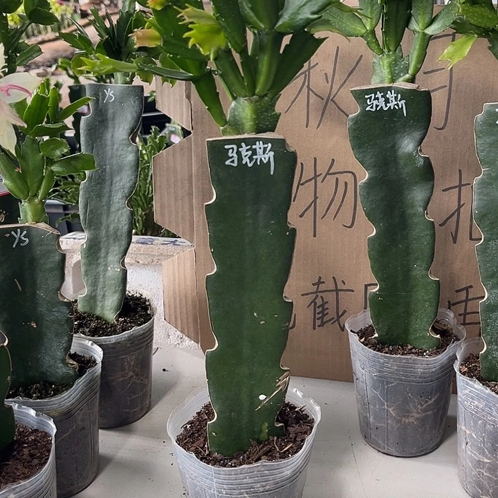 毽***扬当前无花朵，栽培后可花朵马克思