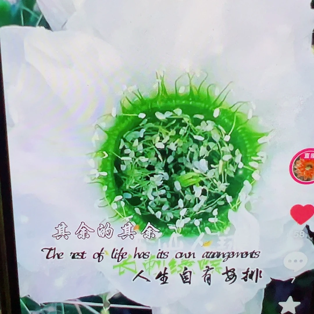 小****丽花 长刺绿喉 侧芽 满20包邮