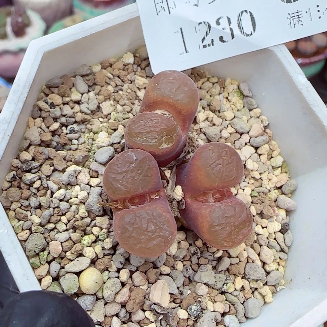 生石花满18包邮1230-59