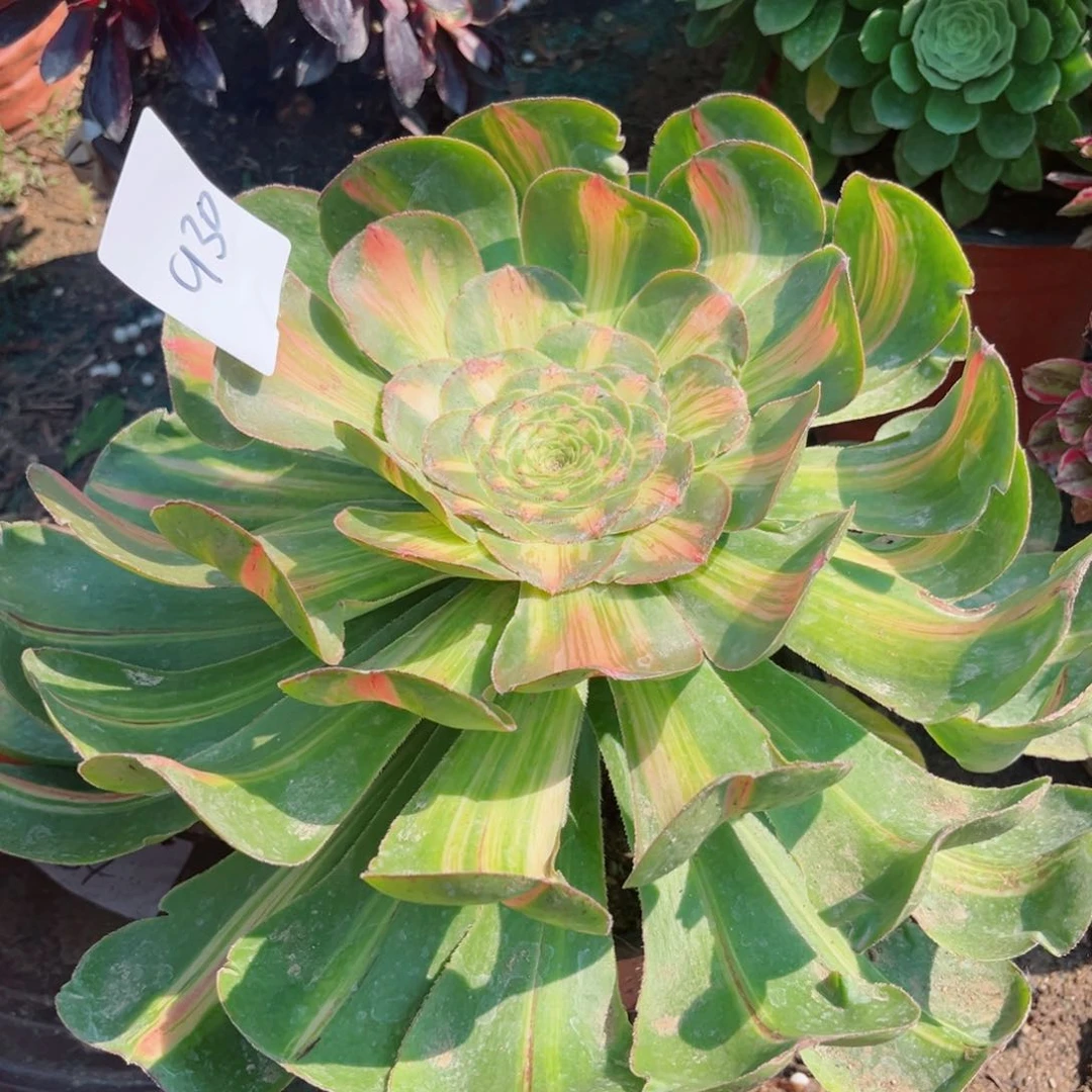 930暴君法师多肉植物