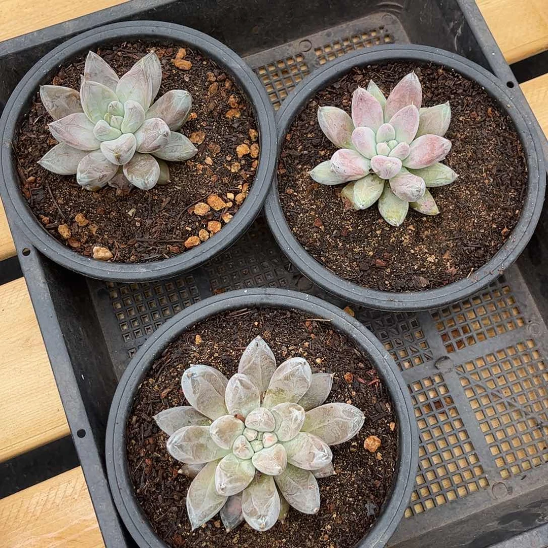 杜里万00000000000000