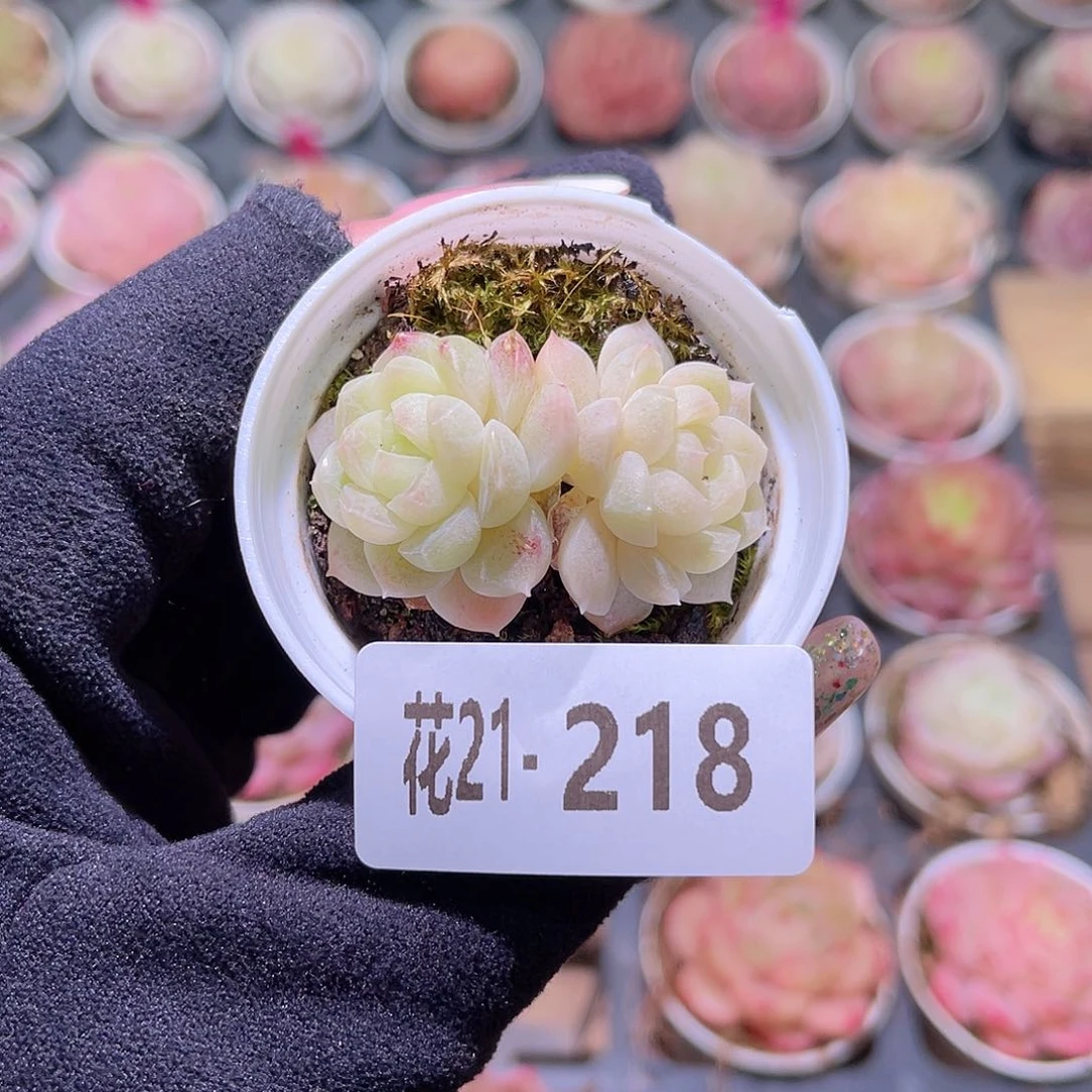 花利美21-218白梦