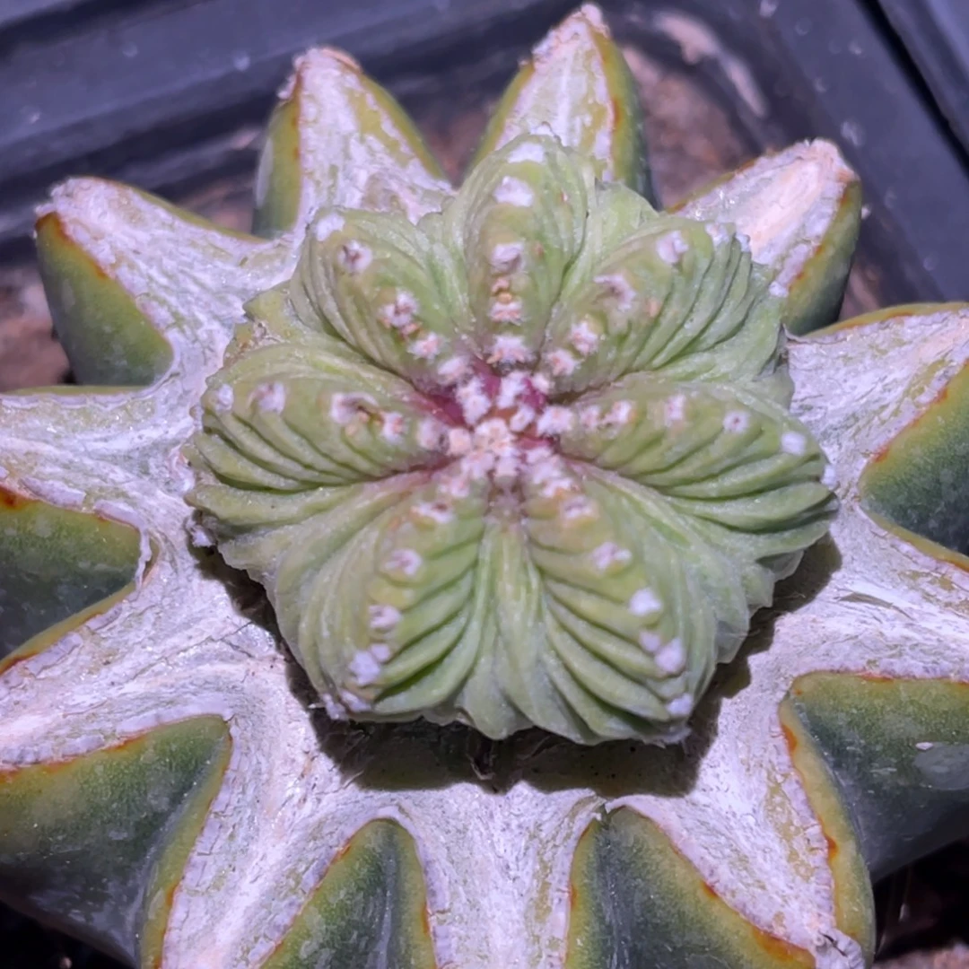 无花朵老花笼078 仙人球