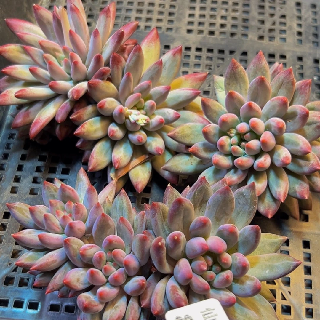 803多肉葡萄的味道是