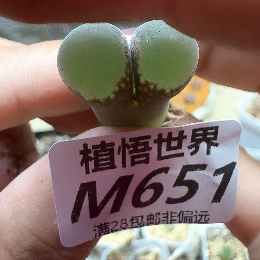 多肉植物的润泽地f
